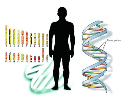 香港无创DNA